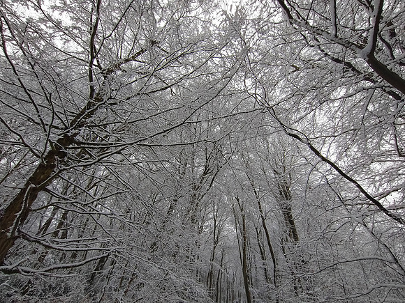Snowy Trees