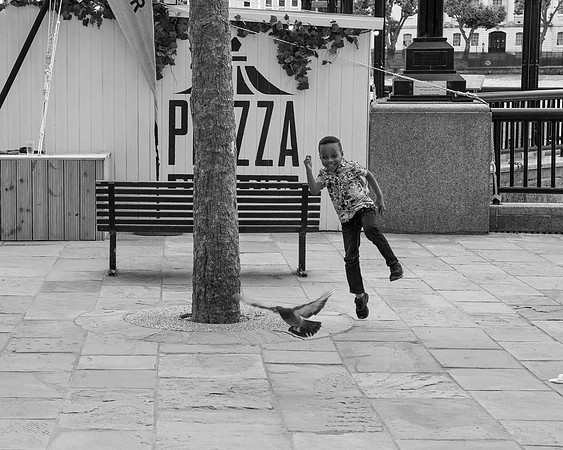 Pigeon Chase