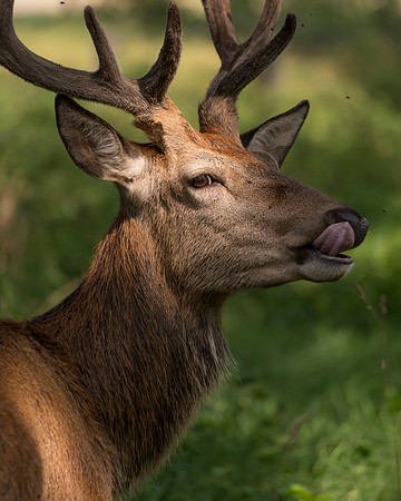 Tongue Out Stag