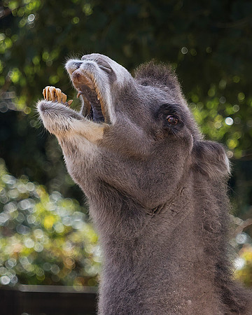 Camel Shows Teeth