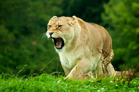 In A Strop?