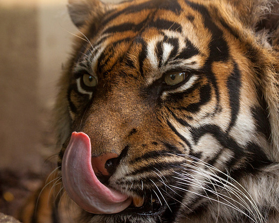 Sticking Tongue Out