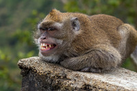The Smiling Macaque