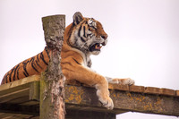 Resting On Platform