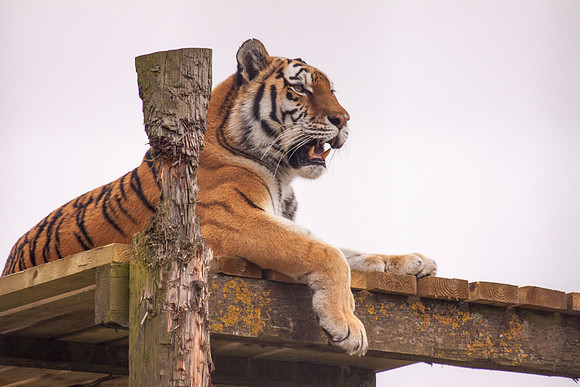 Resting On Platform