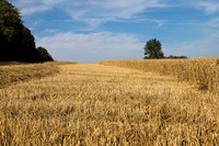 Wheat Harvesting