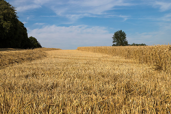 Wheat Harvesting