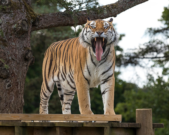 Long Tongue