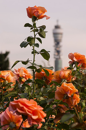 Telecom Tower - Roses