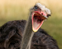Open Mouthed Ostrich