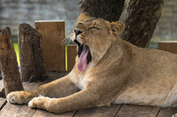 The Laughing Lioness