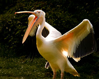 Noisy Flamingo