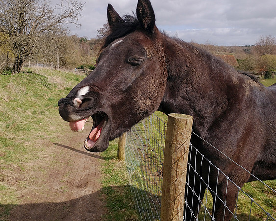 Horse Laugh
