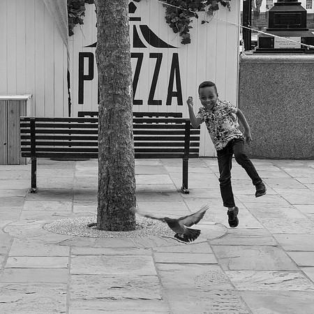 Pigeon Chase