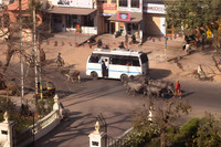 Herding Cattle In Main Street
