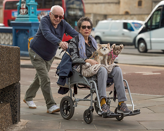 Doggy Transport
