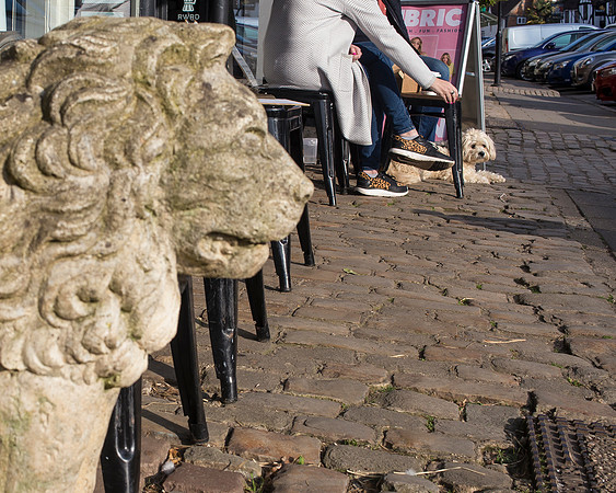 The Lion & The Poodle