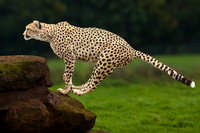 Jump on Rock