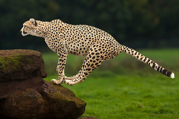 Jump on Rock