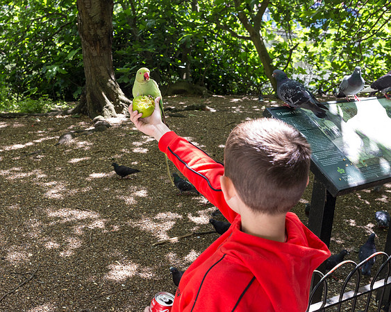 Feeding The Parrot