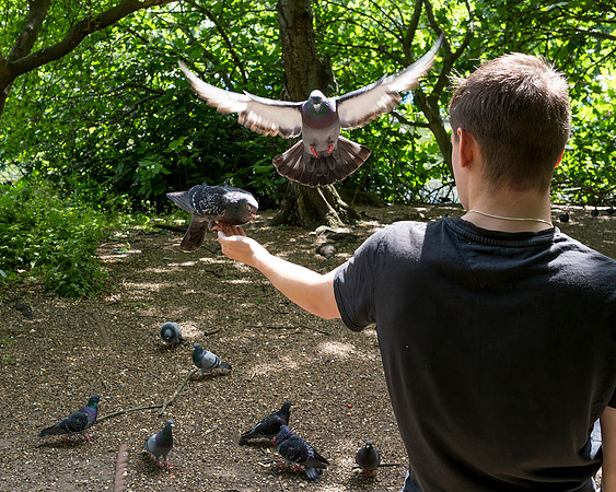 Pigeon Landing