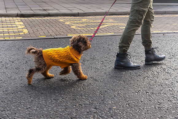 Dog in Yellow Jumper