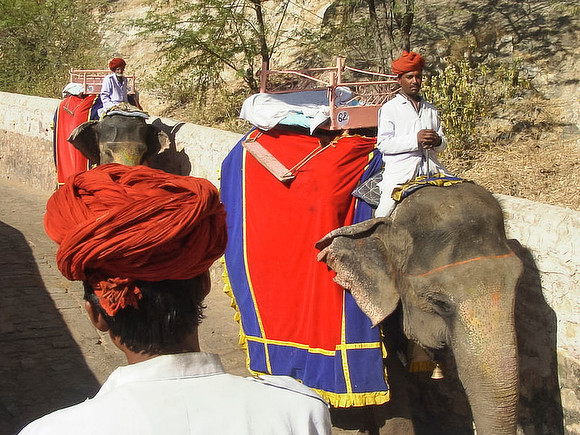 Elephant Taxis