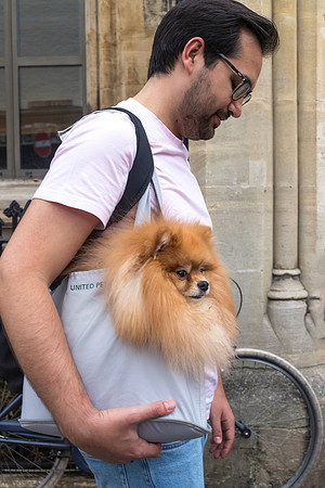 Pooch Carrying