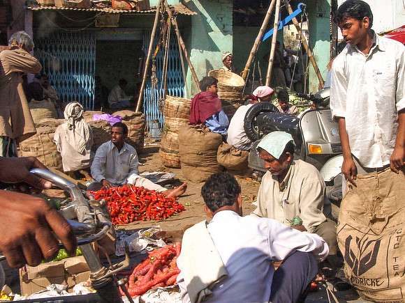 Chillis For Sale