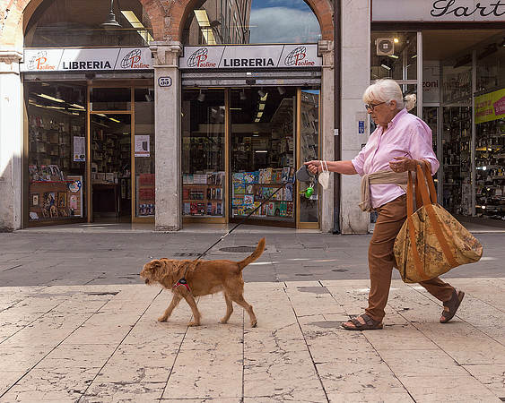 Brown Dog, Brown Bag