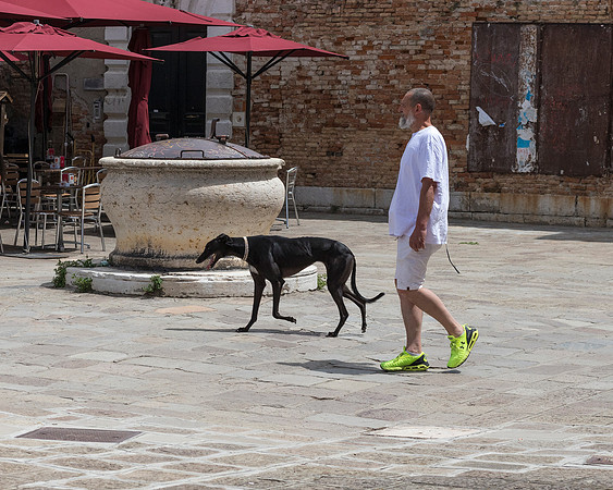 Black Greyhound