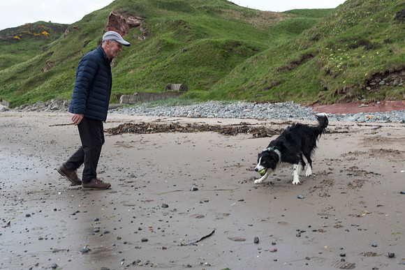 Sheep Dog On The Beach
