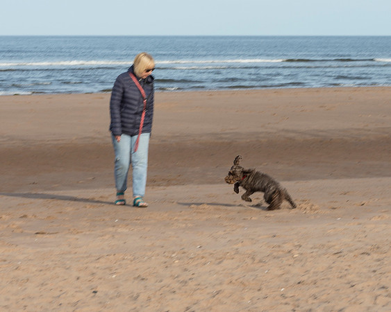 Dog In Mid Turn