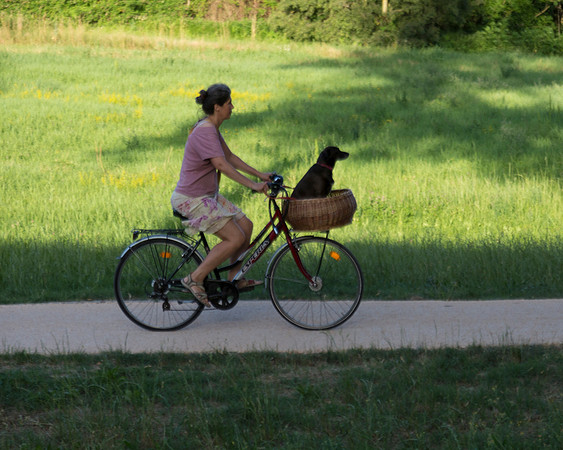 Dog Proud In Cycle Basket