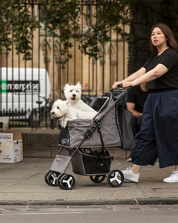Scottie Dogs In Pushchair