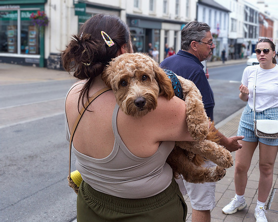 Dog In Arms