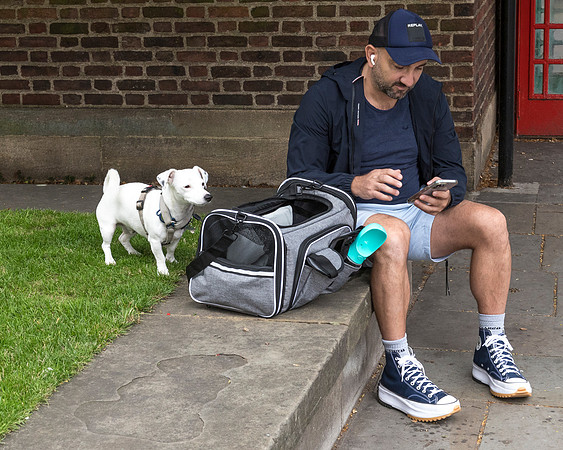 Dog Curious About The Bag