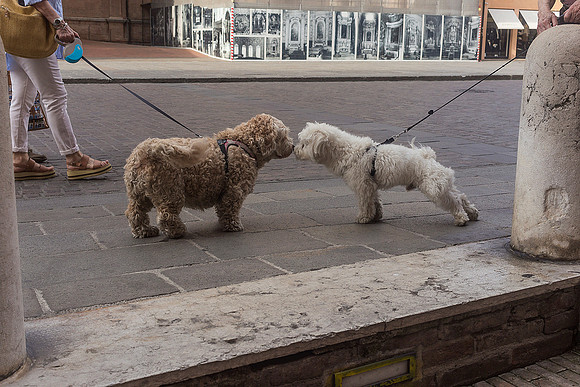 Nose To Nose