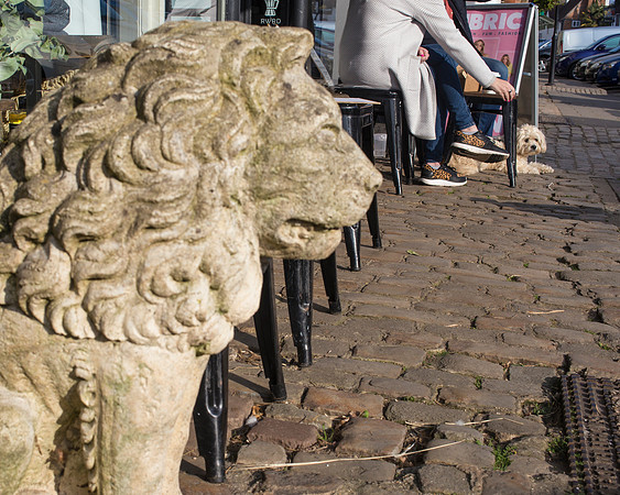 The Lion & The Poodle
