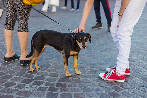 Dog And Legs