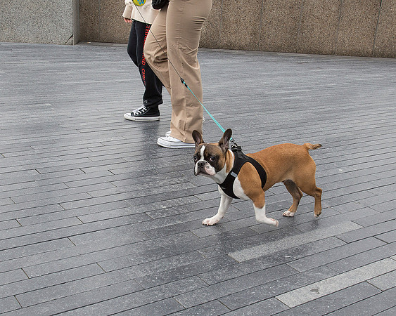 Dog's Enquiring Gaze
