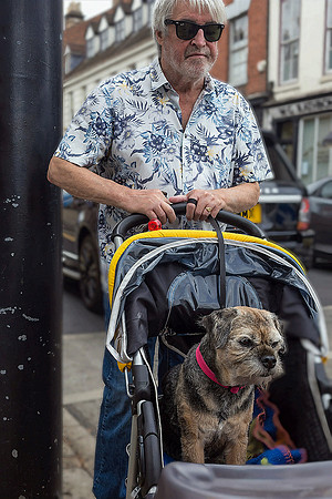 Grumpy Dog In Pushchair
