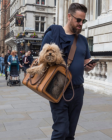 Dog In A Bag