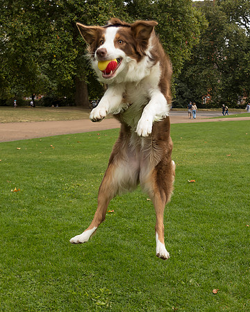 Dog Catching Ball Mid-Air