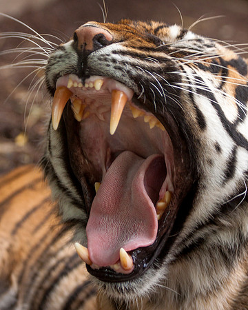 Big Yawn